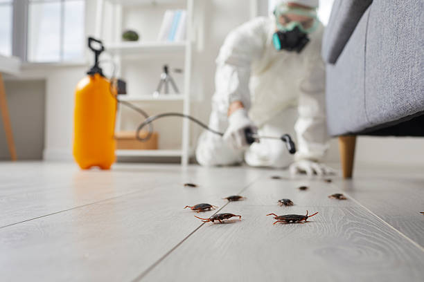 Commercial Rodent Management in East Berlin